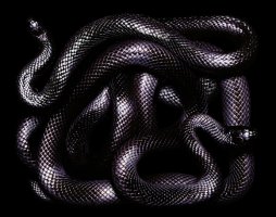Art of the Serpent - Guido Mocafico